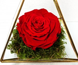 Long Lasting Roses