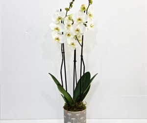 Orchid Plants